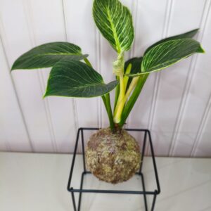 produto teste aromas