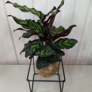 produto teste flores