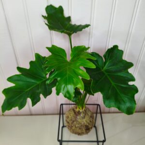 produto teste incensos 2